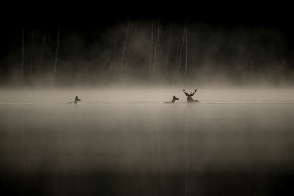 Le Chant des forêts
